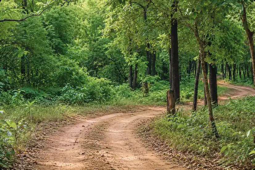 Tadoba's Wild Flora